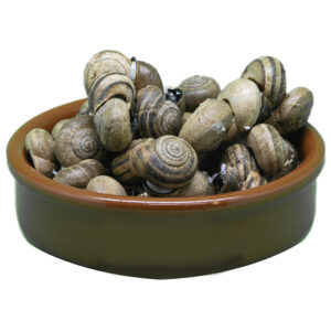 Caracol Cabrilla (Otala punctata)