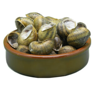 CARACOL BOVER GRANDE (HELIX ASPERSA MÜLLER)