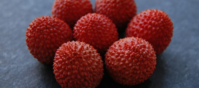 como cultivar lichi