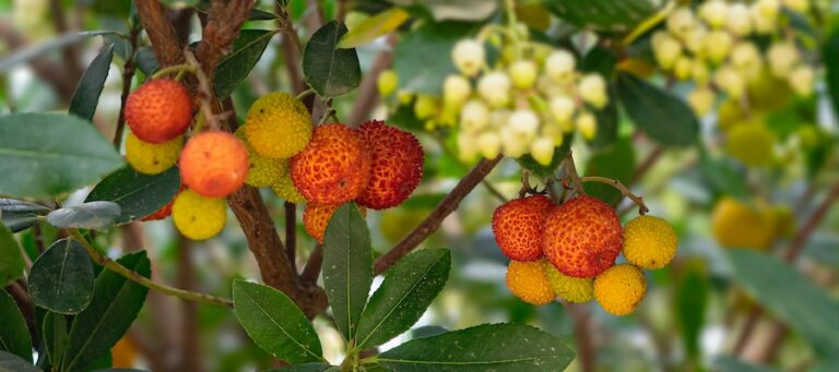 lichi propiedades y contraindicaciones