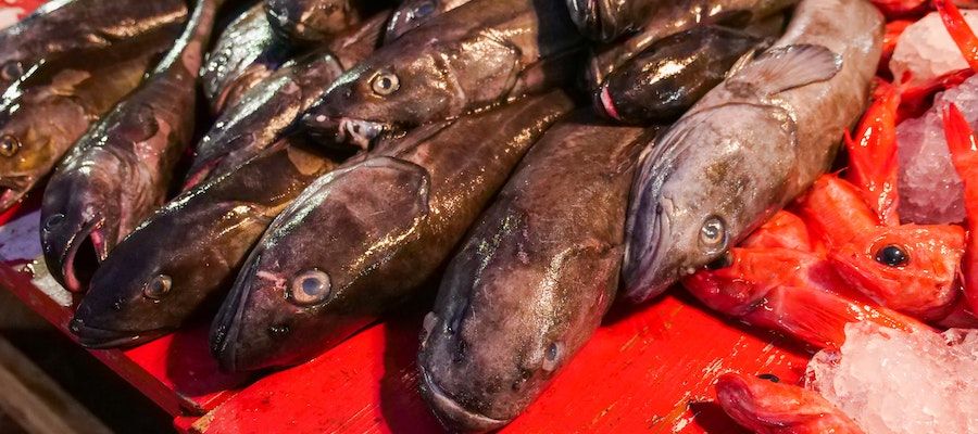 bacalao propiedades