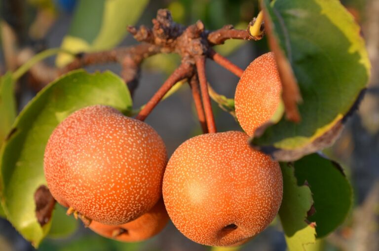 nashi fruta